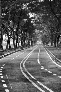 Empty road along trees and plants in city