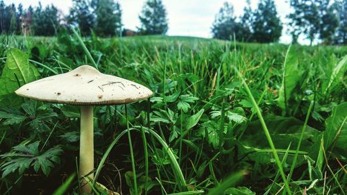 Close-up of mushroom growing on field