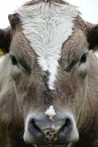 Close-up portrait of cow