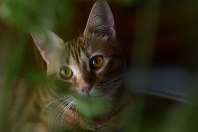 Close-up portrait of a cat