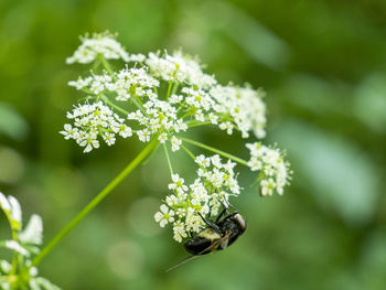 Close-up of insect on flower