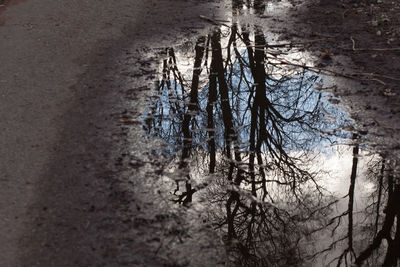 Reflection of trees in water