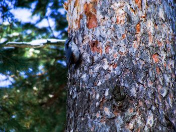 Close-up of tree trunk