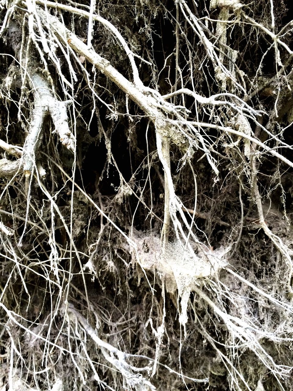 bare tree, branch, dead plant, nature, close-up, spider web, tree, dry, twig, tranquility, winter, plant, cold temperature, forest, outdoors, day, no people, dried plant, focus on foreground, growth