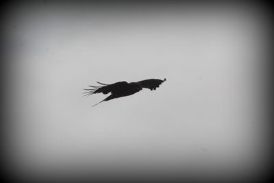 Bird flying against clear sky