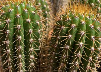 Close up of a cactus plant