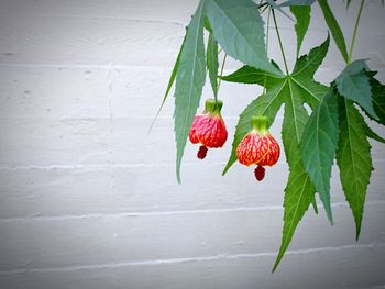 Close-up of red berries on plant against wall