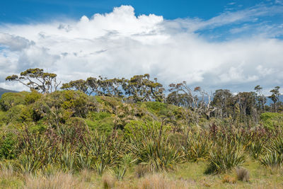 Plants growing on land against sky