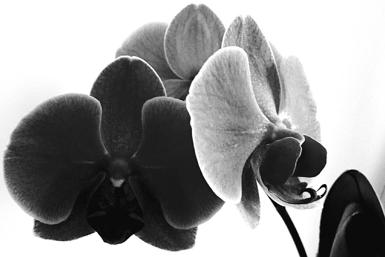 flower, petal, freshness, fragility, flower head, growth, studio shot, close-up, beauty in nature, plant, leaf, nature, bud, white background, blooming, copy space, orchid, clear sky, stem, no people