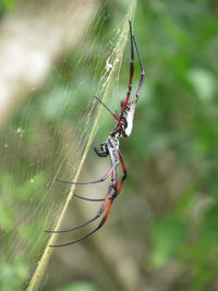 Close-up of insect