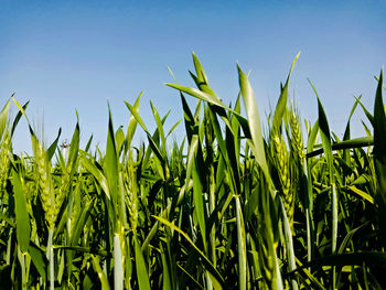 Crops growing on field against sky