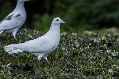 Close-up of bird on grassy field