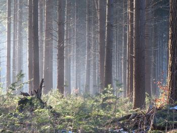 Trees growing in forest