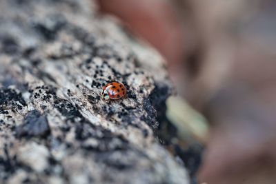 Close-up of ladybug on rock