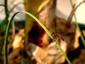 Close-up of insect on plant