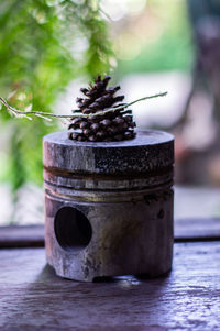 plant