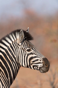 Close-up of a horse