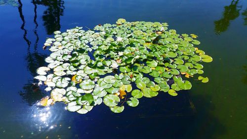 High angle view of lotus water lily in lake