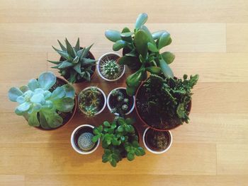 High angle view of potted plants on wooden table