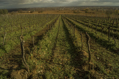 Vineyard against sky