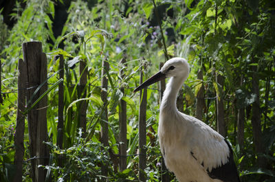 Close-up of a bird in forest