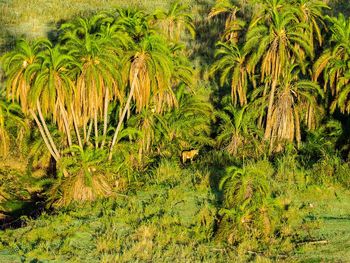 Plants growing on field