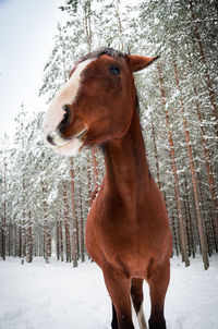 Close-up of horse standing on snow field