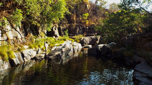 Ducks on rock amidst trees