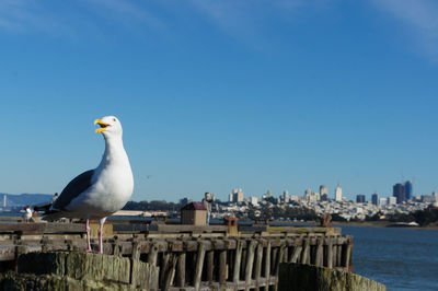 Seagull perching on wooden post against blue sky