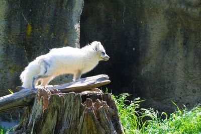 Close-up of sheep on tree