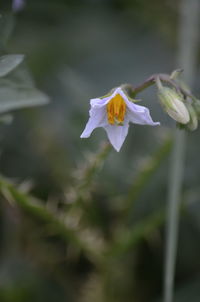 Close-up of white flower