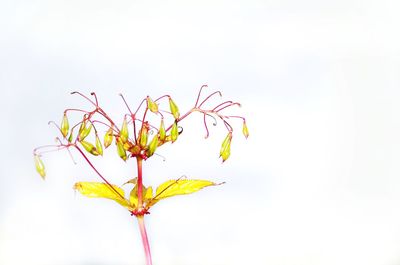 Close-up of flowers over white background