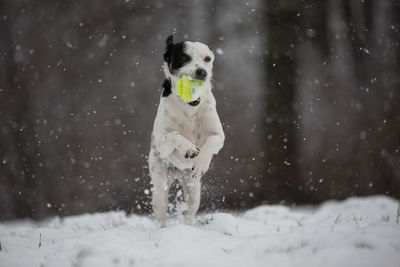 Dog on snow covered landscape