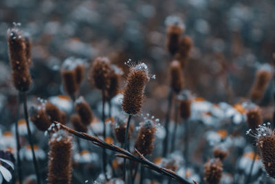 Close-up of frost on plant during winter