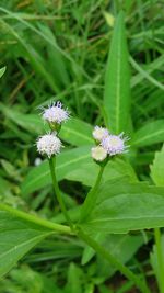 Close-up of white flower