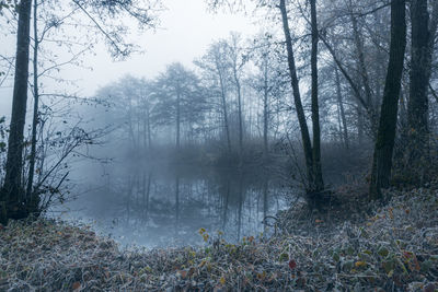 Scenic view of forest