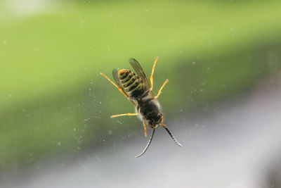 Close-up of insect on wet leaf