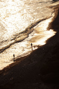 High angle view of bird on beach
