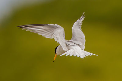Close-up of white bird flying
