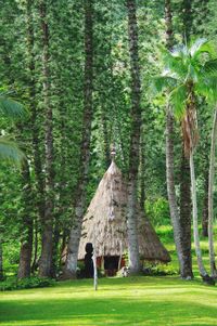 Rear view of man standing on palm trees