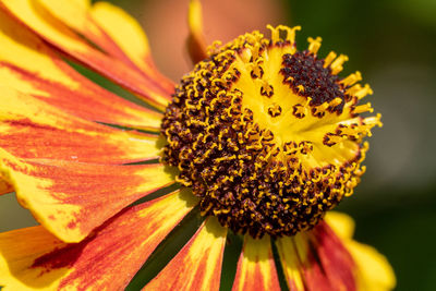 Close-up of helens flower, helenium