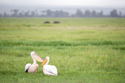 View of bird on field