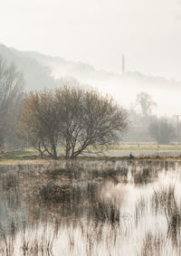 View of trees on landscape against sky