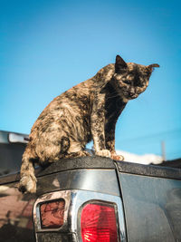 Cat looking away against clear sky