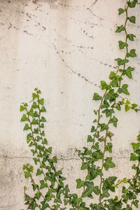 Close-up of ivy on wall