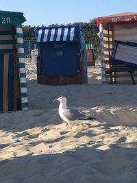 Seagull perching on sand at beach
