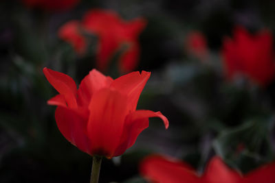 Close-up of red tulip