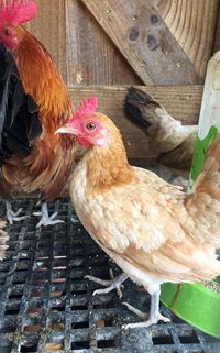 Close-up of rooster