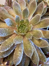 Full frame shot of wet succulent plant