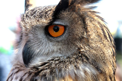 Close-up of owl